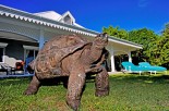 Cousine Island  - Tortoise